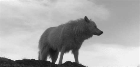 howling wolf white wolf gif | WiffleGif