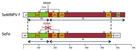 Primary structure of SeMNPV F and the expression system of its ...