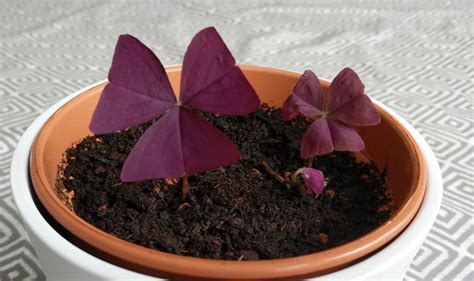 Oxalis Triangularis Care - How To Grow Purple Shamrock - Smart Garden Guide