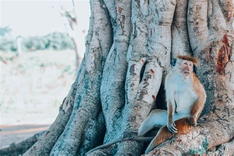 On Safari in Udawalawe National Park, Sri Lanka - Eleonore Everywhere