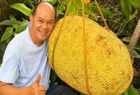 The jack of all fruits: Philippines eyeing entry for world's heaviest jackfruit | Philstar.com