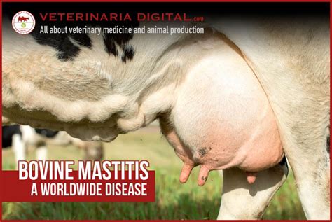 How To Prevent Mastitis In Cows - All About Cow Photos