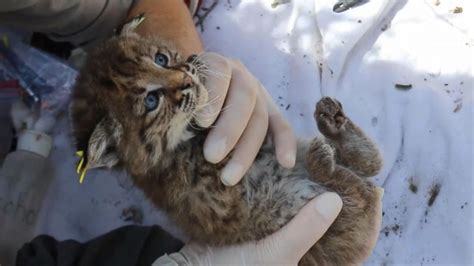 Video Adorable Video of Newborn Bobcat Kittens - ABC News