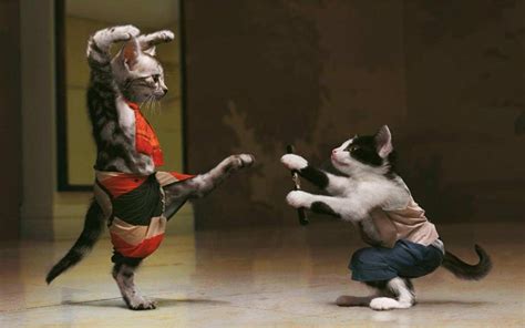 Funny Karate Cat HD HD WOWP Fond d'écran: Widescreen: haute définition: Fullscreen