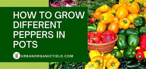 Growing Peppers In Containers: How To Guide