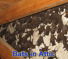 Noises in the attic - Are animals causing noise in my walls or ceiling?