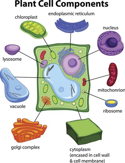 Lysosomes In Animal Cell