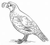 California Valley Quail Coloring Page  Free Printable Pages sketch template