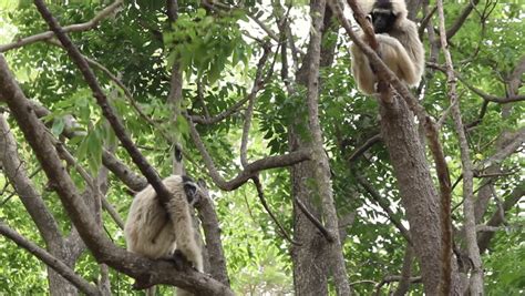 Monkey Climbing A Tree. - Gold Monkey Stock Footage Video 6285692 ...