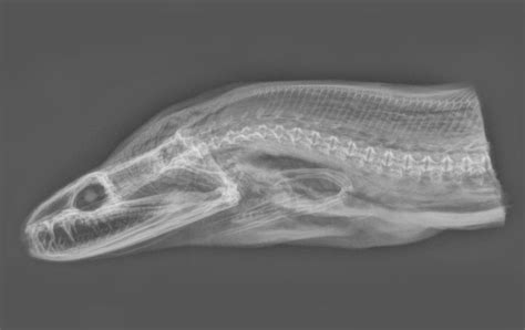 ANGUILLIDAE (SIDHAT - 鳗 - EEL): RAHANG KERONGKONGAN SIDHAT 1 - 咽颌 - Pharyngeal jaw