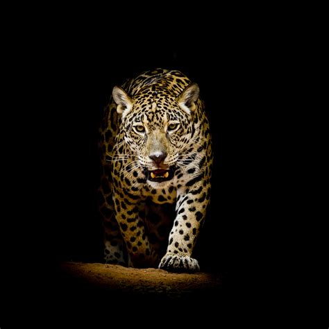 Leopard 4k Black Background, HD Animals, 4k Wallpapers, Images ...