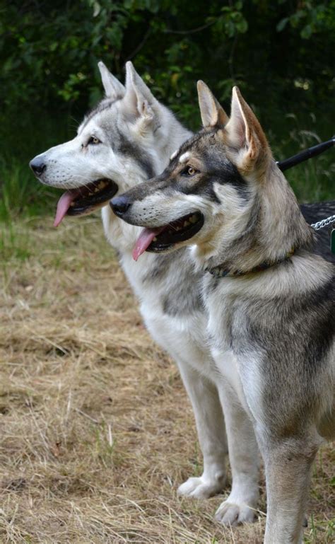 Northern Inuit Dogs | Northern inuit dog, Tamaskan dog, Dog training obedience