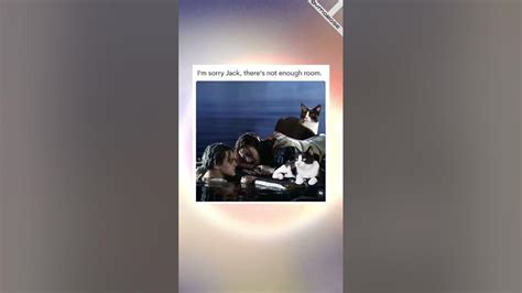 I’m sorry, Jack, there’s not enough room - Titanic Cat Meme | DYMABASE SHORTS #meme #memes # ...