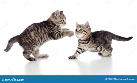 Two Little Kittens Playing Together Royalty Free Stock Image - Image: 23982586