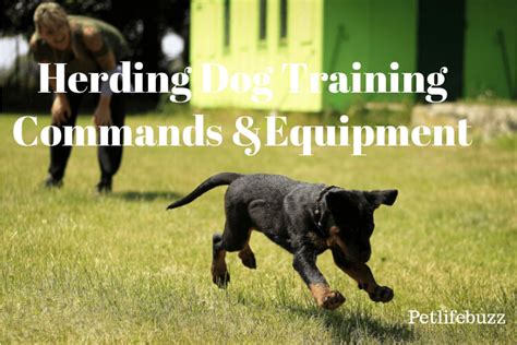 Best Herding Dog Training Equipment & Commands