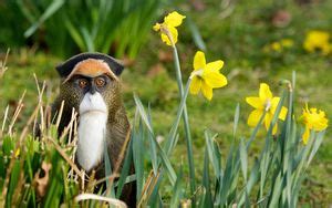 Wallpaper monkey, grass, flowers, lie hd, picture, image