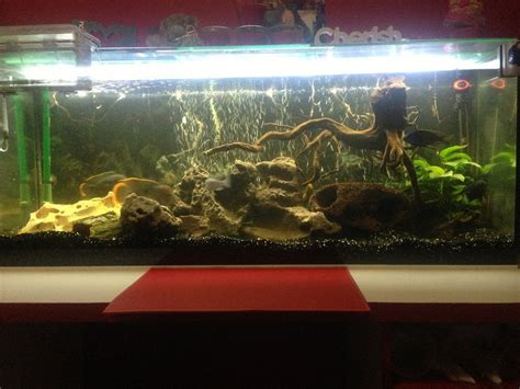 cichlids tank setup : r/Aquariums