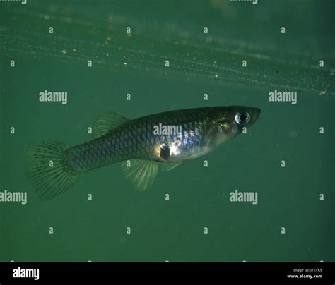 Gambusia Affinis High Resolution Stock Photography and Images - Alamy