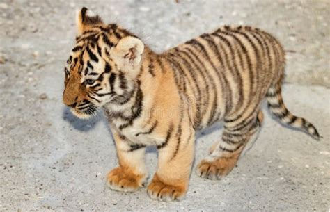 Newborn Tiger Cub in the Zoo. Stock Image - Image of danger, striped ...