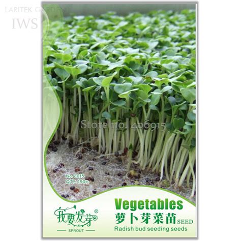 US$ 0.73 - Radish Bud Seeding Vegetable Seeds, Original Pack, 150 seeds, natural healthy organic ...