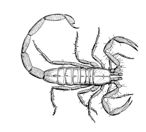 Scorpion Drawing | Free download on ClipArtMag