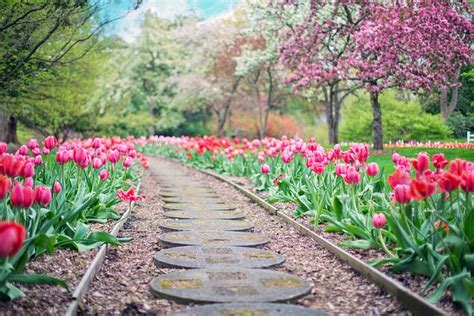 Pathway Path Pink Tulips - Free photo on Pixabay