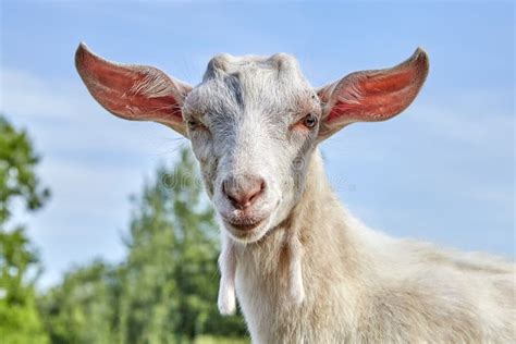 White Goat with Large Protruding Ears. Stock Photo - Image of cattle ...