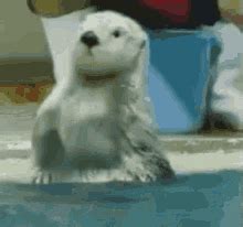 Happy Otter Gif GIFs | Tenor