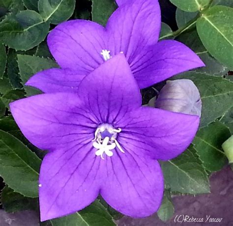 purple star flower | Purple Flowers | Pinterest