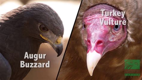 8 Main Difference Between Buzzard and Vulture with Similarities | Animal Differences