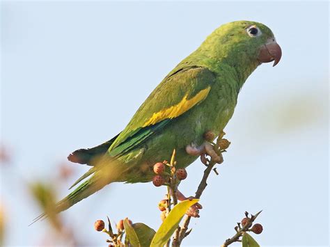 Yellow-chevroned Parakeet - eBird