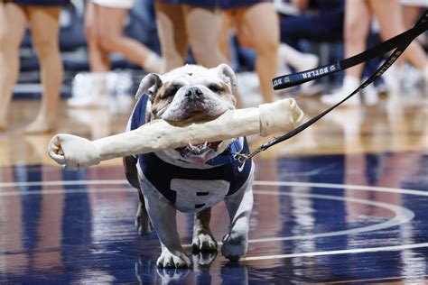 The 2019–20 Season Will Be the Last for Butler University's Live Mascot Butler Blue III