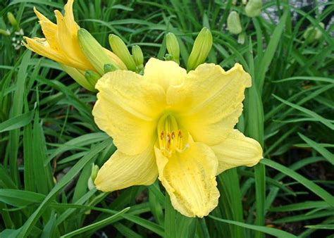 Daylily Happy Returns - Tree Top Nursery & Landscape Inc.