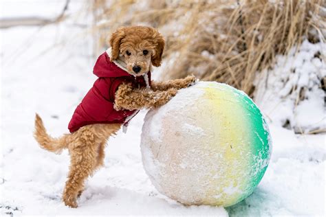 Adorable puppy playing with ball · Free Stock Photo