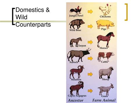 PPT - Origins and Implications of Domestication PowerPoint Presentation ...