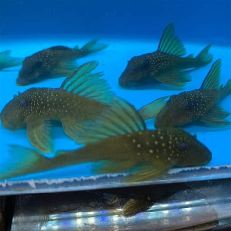 Green phantom pleco l-200 (2") for sale - Exotic Fish Shop - 774-400-4598