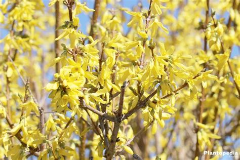 Forsythia Tree - How to Plant and Care for Forsythia Bushes in 2020 ...