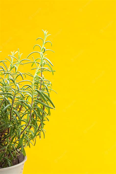Premium Photo | Rosemary bush twigs green spice aroma on yellow background growing plants at home