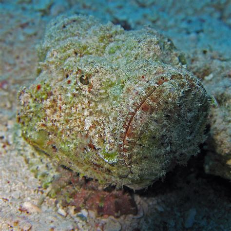 IMG_1192-web | Stonefish (Synanceia horrida) Marsa Alam, Red… | Andy ...