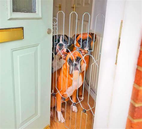 This Unique Front Door Dog Gate Prevents Your Pooch From Escaping When ...