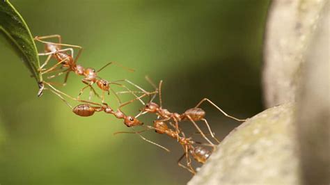 Dracula ants possess fastest known animal appendage: Study | Science ...