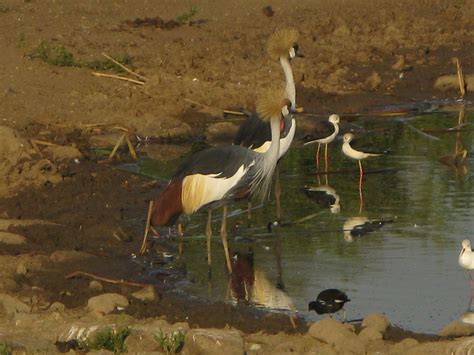 Nairobi National Park: My Favorite Birds . . . and Others Not So ...