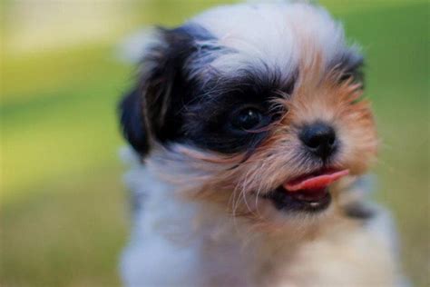 Puppies For Adoption In Cleveland Ohio : Puppy Mill Releases Dogs To ...