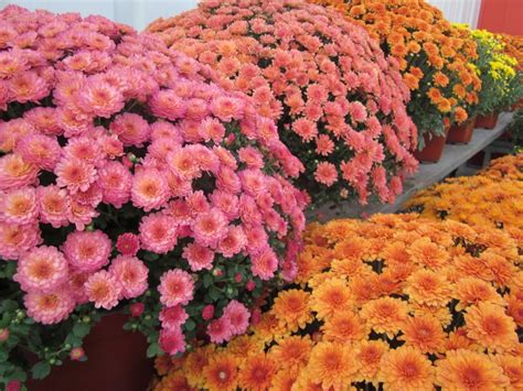 Best Perennials for Fall | HGTV