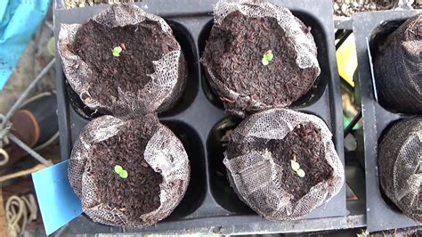 How To Start Russian Sage From Seed, What Do Russian Sage Seedlings Look Like - YouTube