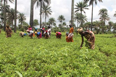 Strengthening Women's Cooperatives in Sierra Leone | Resource Mobilization | Food and ...