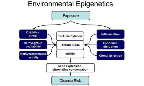 Epigenetics is the study of how your nutrition & environment influences the way your genes ...