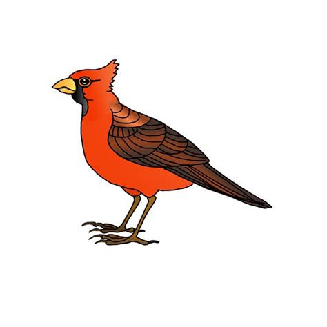 How to Draw a Northern Cardinal - Step by Step Easy Drawing Guides - Drawing Howtos