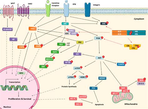 Alternative to BCR-ABL1 signaling network. To evade BCR-ABL1... | Download Scientific Diagram