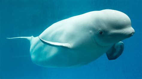 Baby beluga whale dies at SeaWorld from unknown causes shortly after birth